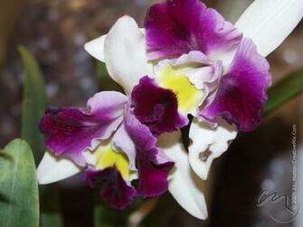Orchid Wallpaper Desktop Weddingdressin