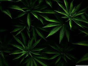 4k Marijuana Wallpaper Top Background