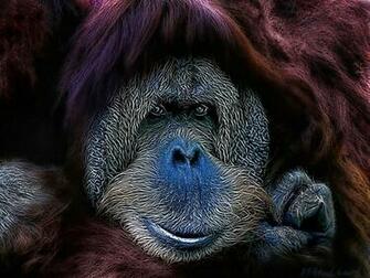Orangutan Wallpaper