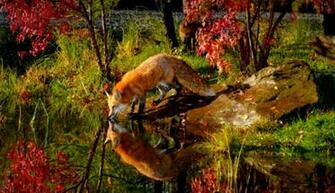 Red Fox Wallpaper All HD Gallerry