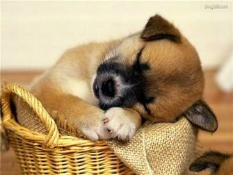 Cute Animals Wallpaper HD In Imageci