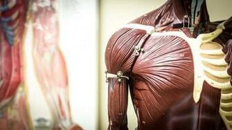 Graduate Studies In Exercise Physiology Kinesiology College Of