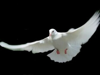 White Dove High Quality Wallpaper Cute Pure