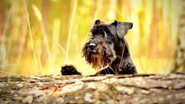 Schnauzer Wallpaper