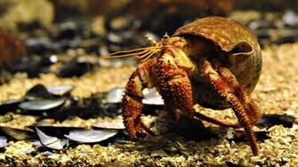 Sea Animals Wallpaper