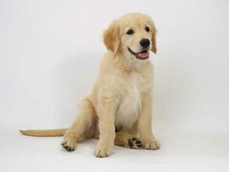 Golden Retriever Wallpaper