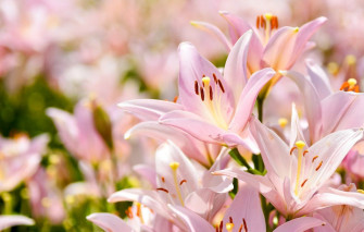 Pink Lily Flower Wallpaper
