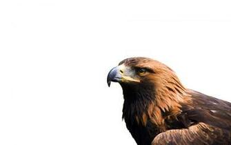 HD Eagle Background Net