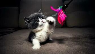 Wall4all Kitten Embery Play Cat White Cute Pink Adorable Grey