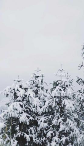 Beautiful Winter iPhone Wallpaper Idea