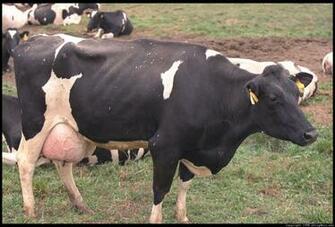 Dairy Cow