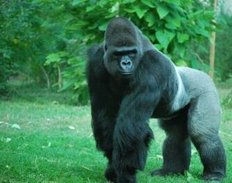 Silverback Gorilla By Tl3319 For Your
