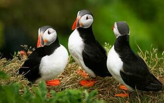 Stunning HD Puffin Bird Wallpaper HDwallsource