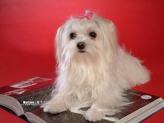 Maltese Wallpaper 5d