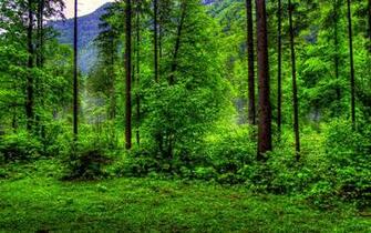 Green Forest Wallpaper Cool Picture B51u3yh8 Yoanu