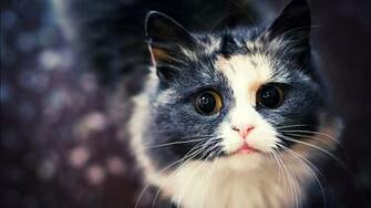 HD Cat Wallpaper