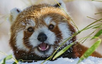 Wallpaper Animals Funny Red Panda