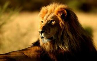 Cool Lion Pictures Wallpaper