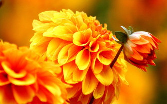 Orange Dahlia Autumn Flowers Wallpaper