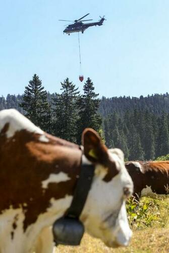 Cool Cows Access To Cow Wallpaper