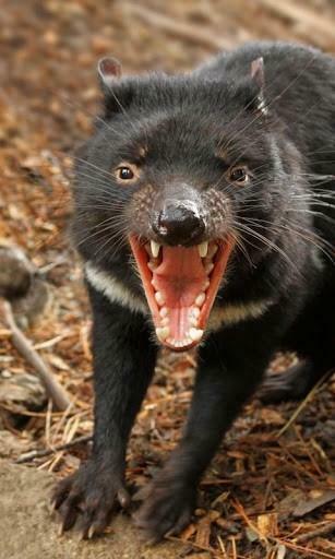 Bigger Tasmanian Devil Wallpaper For Android Screenshot