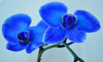 There Were Several Along With The Usual White And Purple Orchids