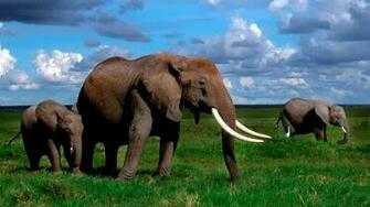 Nature Animals Wallpaper Elephants Baby