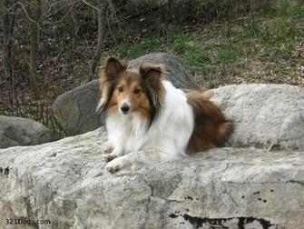 Shetland Sheepdog Sheltie Wallpaper Pictures Breed Information