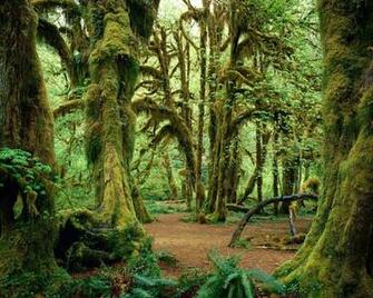 Green Forest Wallpaper