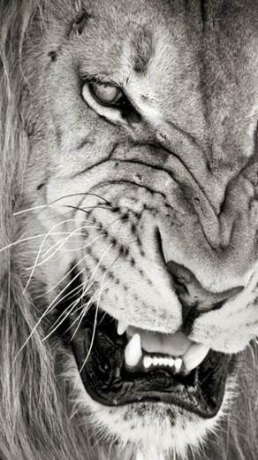 Mad Lion iPhone Wallpaper