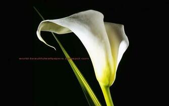 Beautiful Wallpaper Calla Lily Flowers