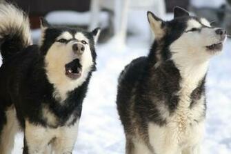Snow Dogs Wallpaper
