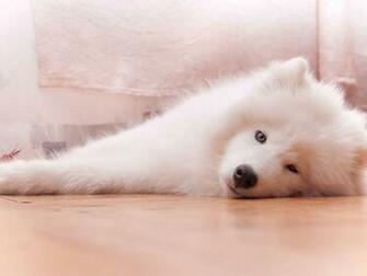 Samoyed Wallpaper