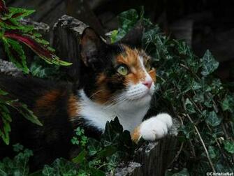 Calico Cat Wallpaper