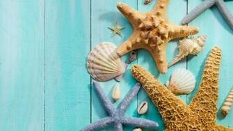 Seashells Wallpaper Collection Most Beautiful Places In