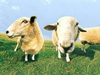 Wallpaper Funny Farm Animals