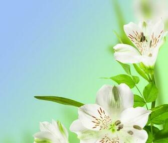Spring Wallpaper For My Desktop