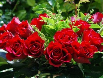 Wedding Red Rose Flower Wallpaper Love Roses Pictures Urdu