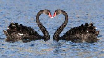 Kiss Day Wallpaper For iPad Get