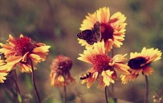 Flowers Butterfly Summer Vintage Hot Marigolds Wallpaper Photos