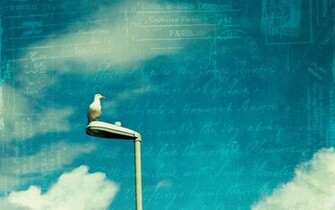 Wallpaper Bird Sky Style Writing