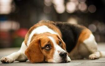 Beagle Dog Wallpaper For Desktop