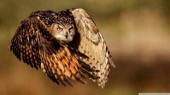Birds Flying Owls Wallpaper