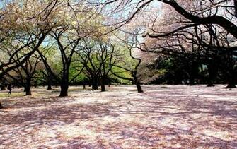 Shinjuku Gyoen Wallpaper HD 4k
