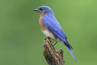 Best Bluebird Desktop Background Beautiful