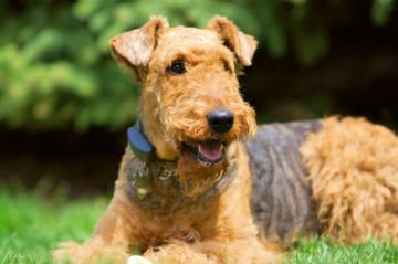 Spotlight On The Airedale Terrier Spot Magazine