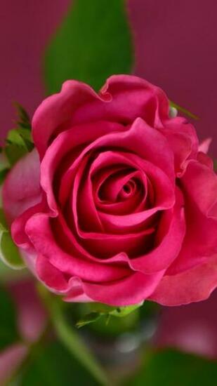 Wallpaper Rose 4k HD Pink Spring Flower Nature