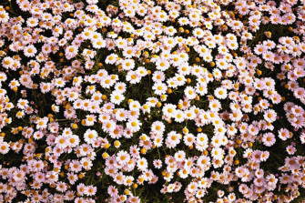 Daisy Aesthetic Computer Wallpaper