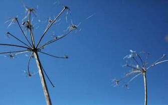 Blue Sky Wallpaper By Fat Man Boy