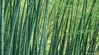 Wallpaper Bamboo Forest Index